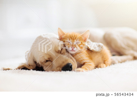 Cat and dog sleeping. Puppy and kitten sleep. 56543434