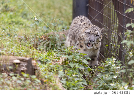 多摩動物公園のユキヒョウ(Snow Leopard) 56543885