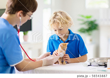 Vet with cat. Kitten at veterinarian doctor. 56543887
