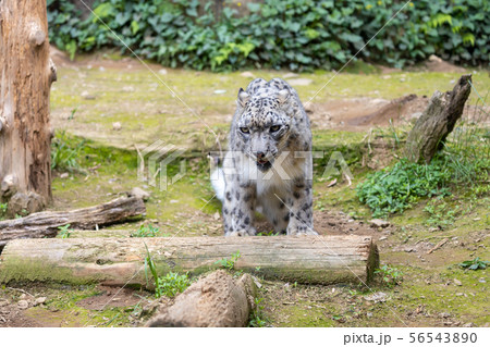多摩動物公園のユキヒョウ(Snow Leopard) 多摩動物公園のユキヒョウ(Snow Leopard) 56543890