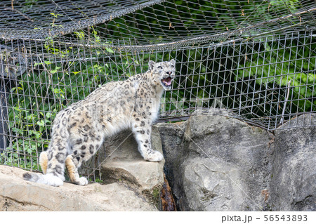 多摩動物公園のユキヒョウ(Snow Leopard) 多摩動物公園のユキヒョウ(Snow Leopard) 56543893