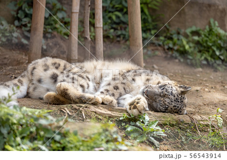 多摩動物公園のユキヒョウ(Snow Leopard) 56543914