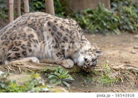 多摩動物公園のユキヒョウ(Snow Leopard) 56543916