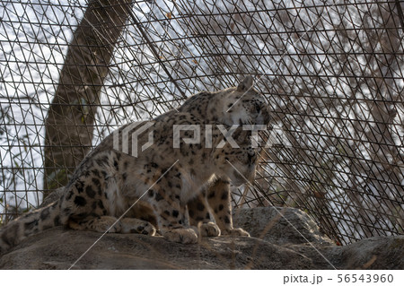多摩動物公園のユキヒョウ(Snow Leopard) 56543960