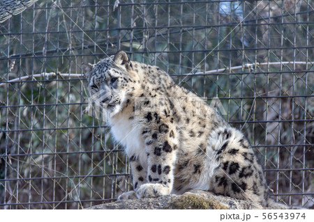 多摩動物公園のユキヒョウ Snow Leopard の写真素材
