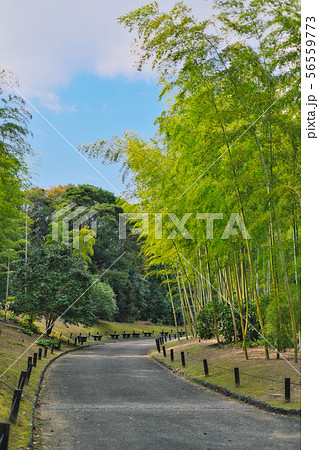 竹林の小径 56559773