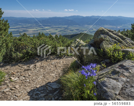 view on valley of Liptov valley from hiking trail on Baranec with yellow trail sign and blooming view on valley of Liptov valley from hiking trail on Baranec with yellow trail sign and blooming 56559883