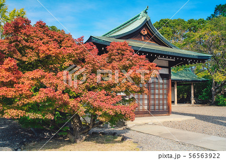 豊国神社の紅葉 豊国神社の紅葉 56563922