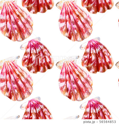 Seamless pattern of isolated sea shells scallops. 56564853