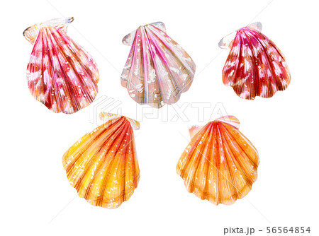 A set of five sea scallops. Summer season. 56564854