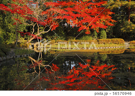 11月 紅葉の平安神宮の写真素材