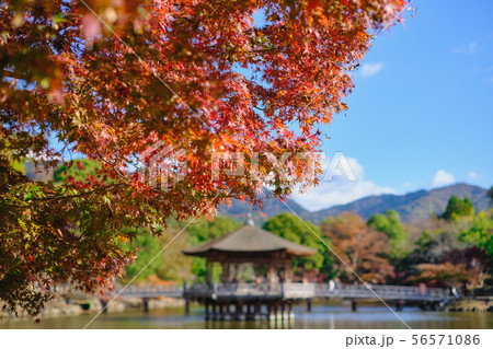 浮見堂と紅葉 56571086