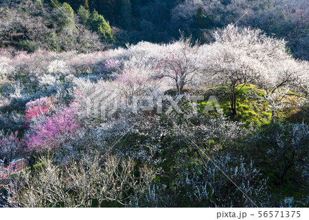 高尾梅郷 木下沢梅林 （東京都八王子市） 2019年3月 56571375