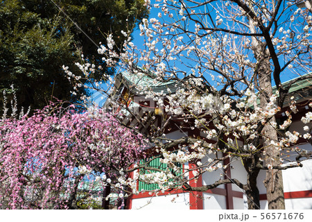 亀戸天神社 満開の梅の花と御嶽神社 (東京都江東区) 2019年2月 亀戸天神社 満開の梅の花と御嶽神社 (東京都江東区) 2019年2月 56571676