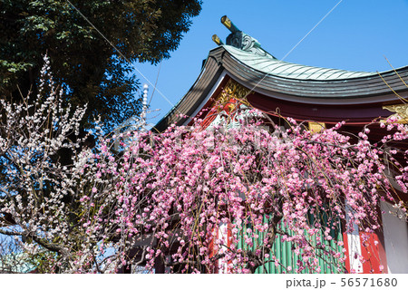 亀戸天神社 満開のしだれ梅と御嶽神社 (東京都江東区) 2019年2月 亀戸天神社 満開のしだれ梅と御嶽神社 (東京都江東区) 2019年2月 56571680