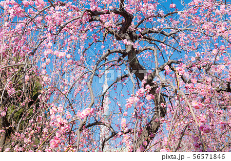 満開のしだれ梅の花と東京スカイツリー （東京都江東区 亀戸天神社から） 2019年2月 56571846