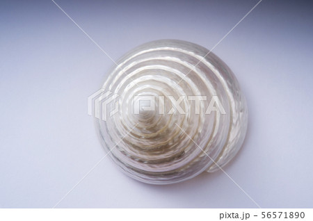 巻貝、白バック 56571890