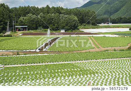 【長野県信州八ヶ岳】川上村のレタス畑　夏の高原イメージ 56572179