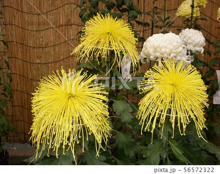 明治神宮の菊花展 明治神宮の菊花展 56572322