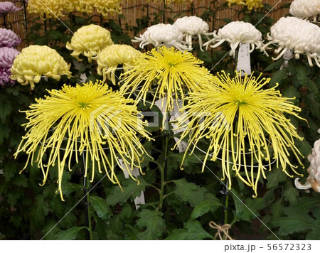 明治神宮の菊花展 明治神宮の菊花展 56572323