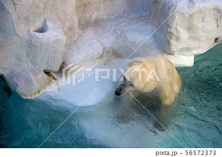 ホッキョクグマ (Polar Bear) ホッキョクグマ (Polar Bear) 56572373