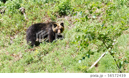 知床の野生のヒグマ 56572439