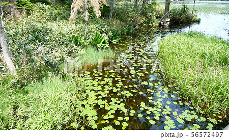 知床五湖の沼 知床五湖の沼 56572497