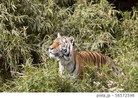 多摩動物公園のアムールトラ シベリアトラ Amur Siberian Tiger の写真素材