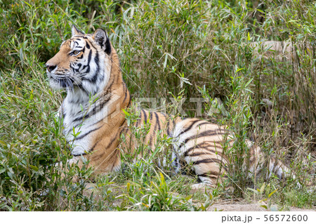 多摩動物公園のアムールトラ シベリアトラ Amur Siberian Tiger の写真素材