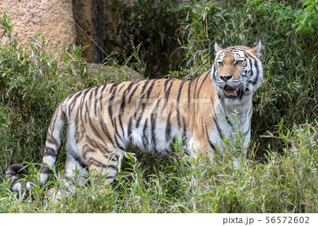 多摩動物公園のアムールトラ シベリアトラ Amur Siberian Tiger の写真素材