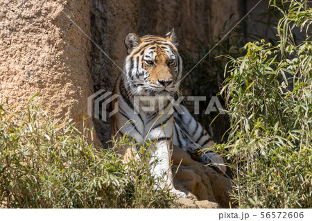 多摩動物公園のアムールトラ シベリアトラ Amur Siberian Tiger の写真素材