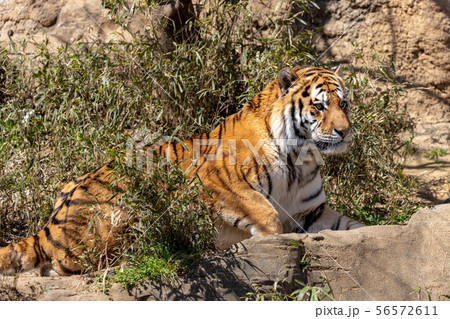 多摩動物公園のアムールトラ/シベリアトラ (Amur / Siberian