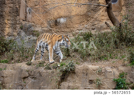 多摩動物公園のアムールトラ/シベリアトラ (Amur / Siberian tiger) 56572655