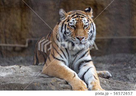 多摩動物公園のアムールトラ/シベリアトラ (Amur / Siberian tiger)の 