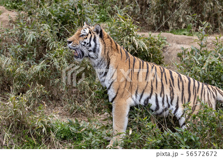 多摩動物公園のアムールトラ/シベリアトラ (Amur / Siberian tiger) 多摩動物公園のアムールトラ/シベリアトラ (Amur / Siberian tiger) 56572672