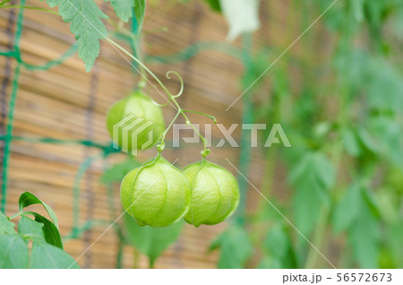 緑のある暮らし 56572673