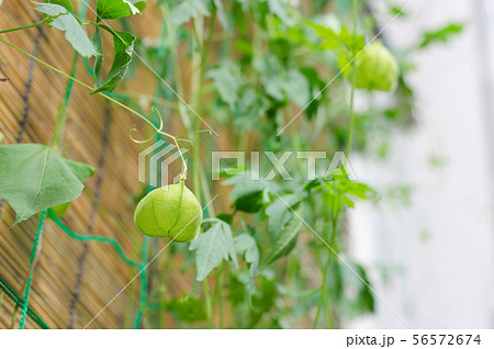 緑のある暮らし 56572674