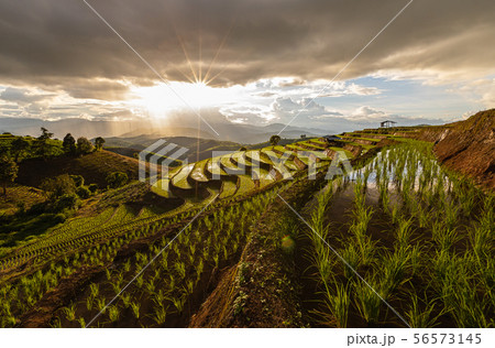 Pa Bong Piang Rice Terraces in the rainy season 56573145