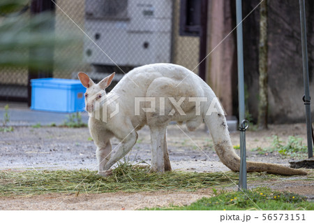 金沢動物園, カンガルー (シロカンガルー) 56573151