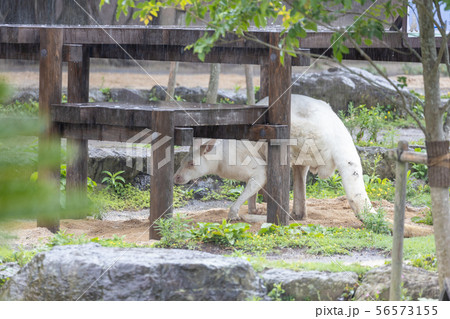金沢動物園, カンガルー (シロカンガルー) 金沢動物園, カンガルー (シロカンガルー) 56573155