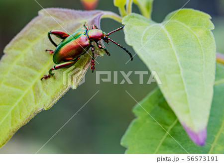 Emerald green gold insect in nature 56573191