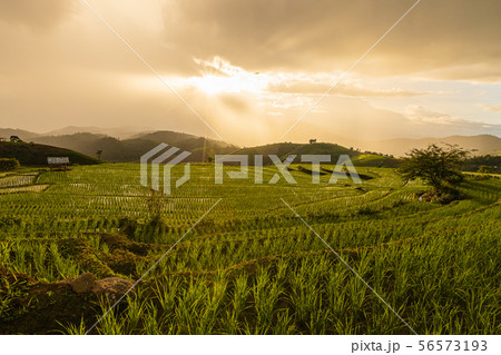 Pa Bong Piang Rice Terraces in the rainy season 56573193