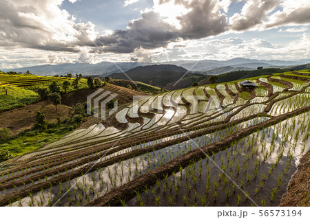 Pa Bong Piang Rice Terraces in the rainy season 56573194