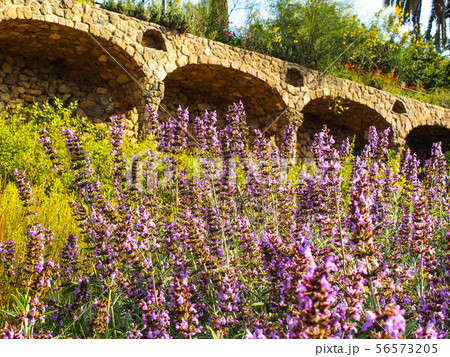 グエル公園 56573205