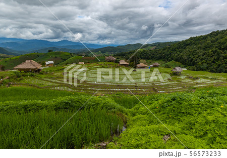 Pa Bong Piang Rice Terraces in the rainy season 56573233