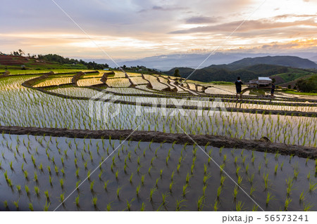 Pa Bong Piang Rice Terraces in the rainy season 56573241