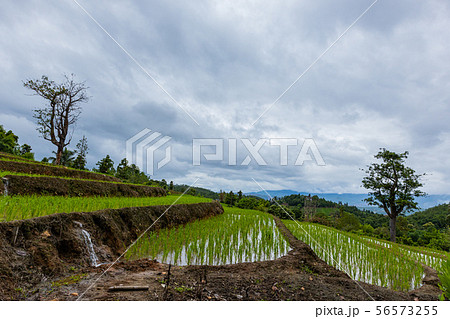 Pa Bong Piang Rice Terraces in the rainy season 56573255