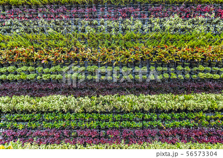 A beautiful ornamental plants for the background 56573304