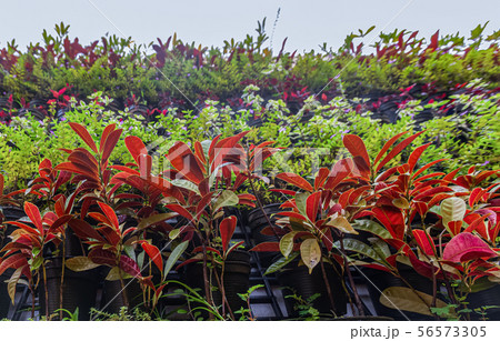 A beautiful ornamental plants for the background 56573305
