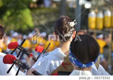 本場徳島阿波踊り 三味線を弾く女性の後姿の写真素材